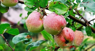 Charakteristika a popis šťávy z odrůdy jablek-3, odolnost vůči chorobám